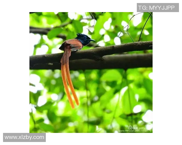 从童年趣事看足球球星成长之路揭秘他们如何一步步走向辉煌